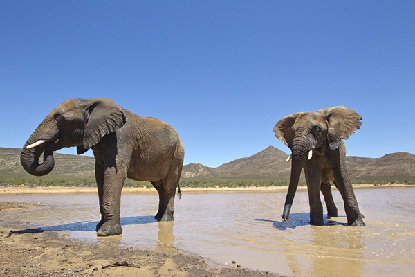 Cape town safari tours